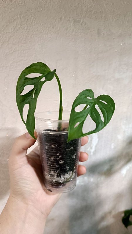 Монстера Манки, Сциндапсус Пиктус, Филодендрон Медуза, Рафидофора 1