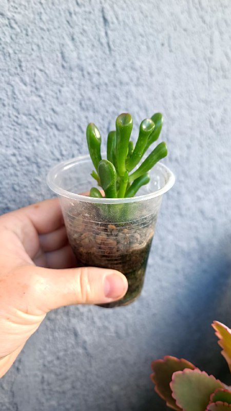 Крассула Голлум, Граптоседум, Каланхоэ и другие растения