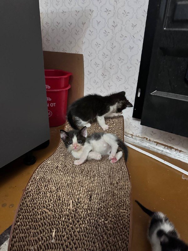 Котята черно-белые взрослые для дома 10