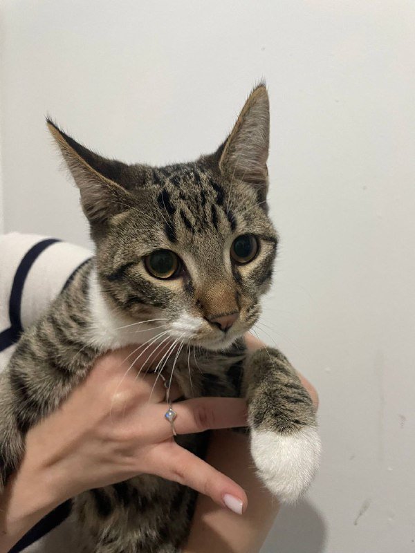 Котёнок Оливер ищет дом 3