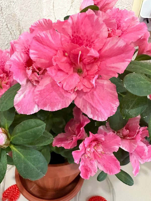 Комнатные растения: традесканция зебрина, кофе арабика, цитрусы, авокадо, цикламены, азалия розовая, мини-хризантемы 3