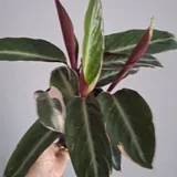 Комнатные растения 9