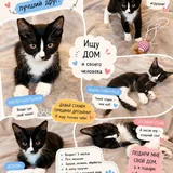 Котята в добрые руки 4