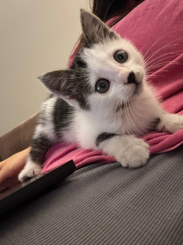 Котёнок мальчик 2 месяца