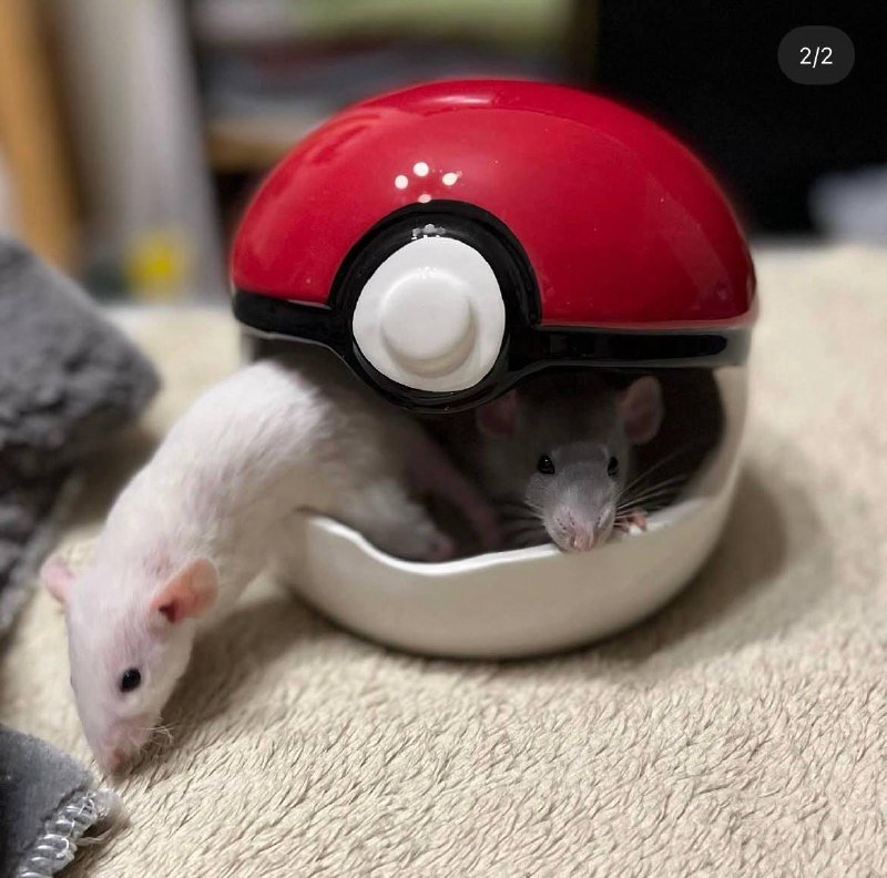 Керамический домик для грызунов в виде покебола