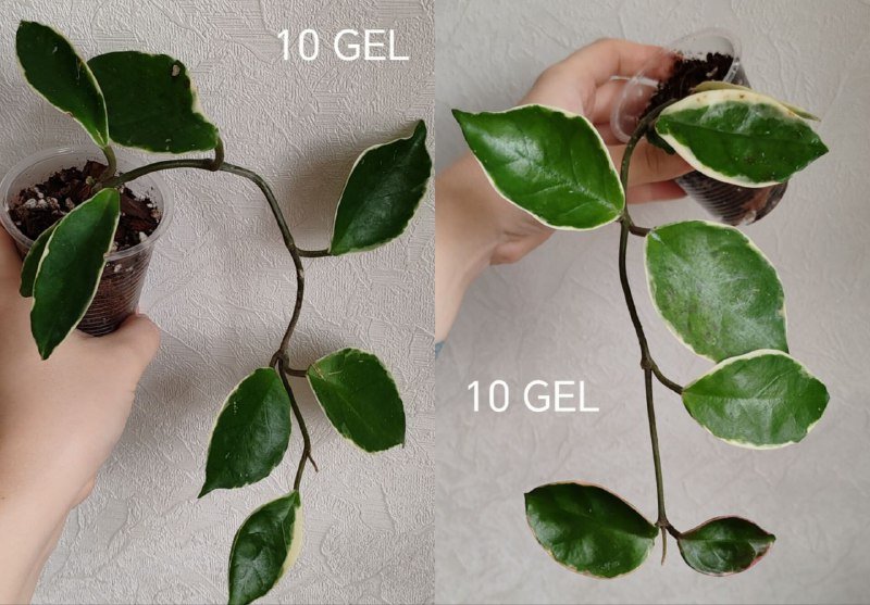 Комнатные растения 7