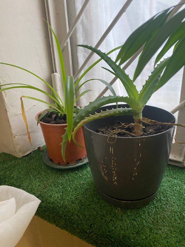 Комнатные растения 2