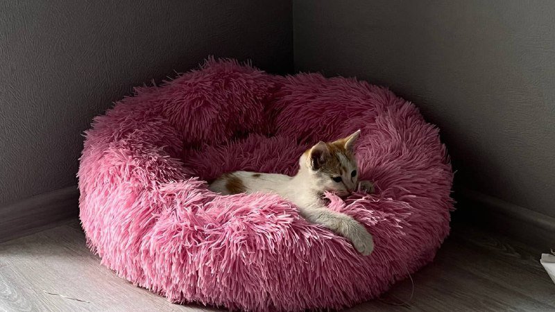 Котята белый с цветными пятнышками 8