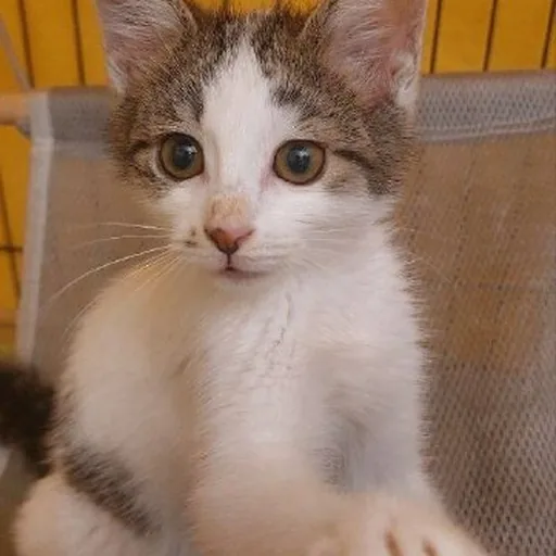 Котенок Винни