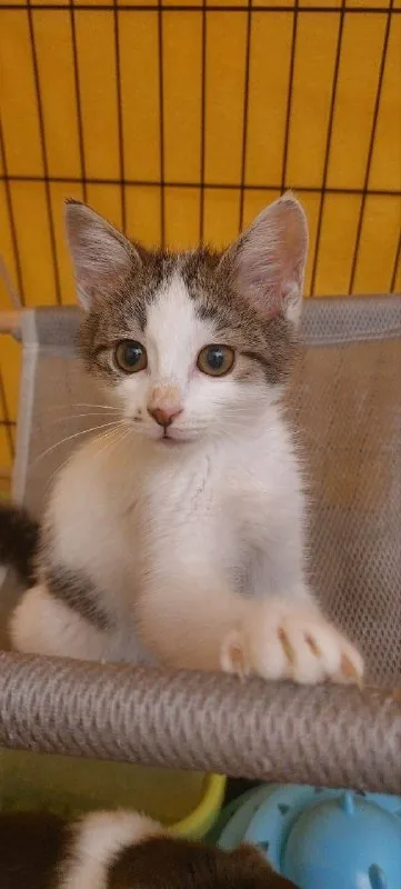 Котенок Винни 1