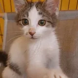 Котенок Винни 1