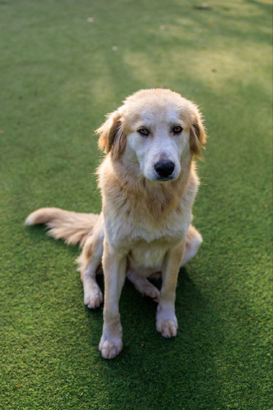 Подросток-собака для пристройки, помощь ветеринарная