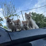 Котята в добрые руки 4