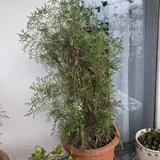 Цветы для балкона и террасы 5