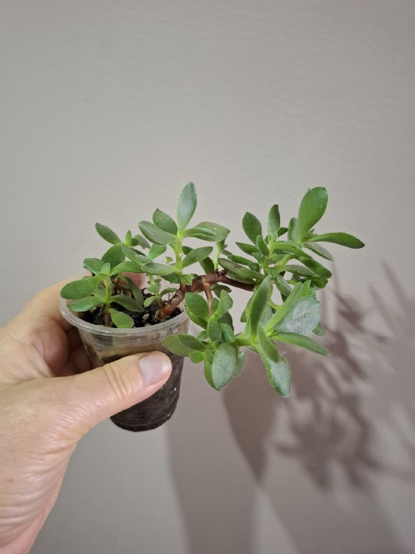 Портулак, суккуленты, папоротник, оттона, фикусы 3