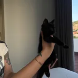 Черные котята 3