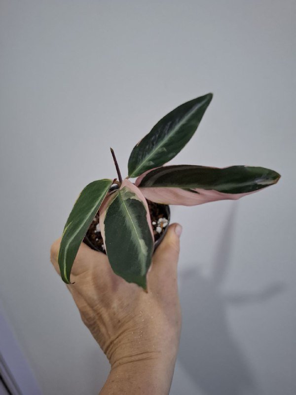 Строманты, монстеры, бегонии, суккуленты 2