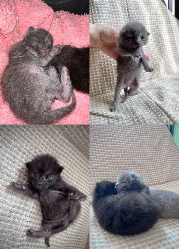 Котята ищут дом 2 черных мальчика, 1 серая девочка 2
