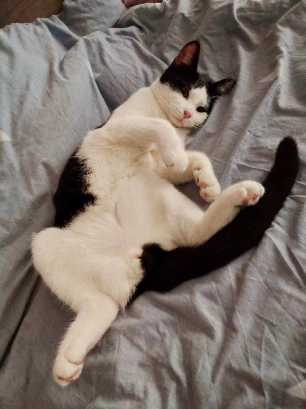 Котёнок Колян ищет дом 3