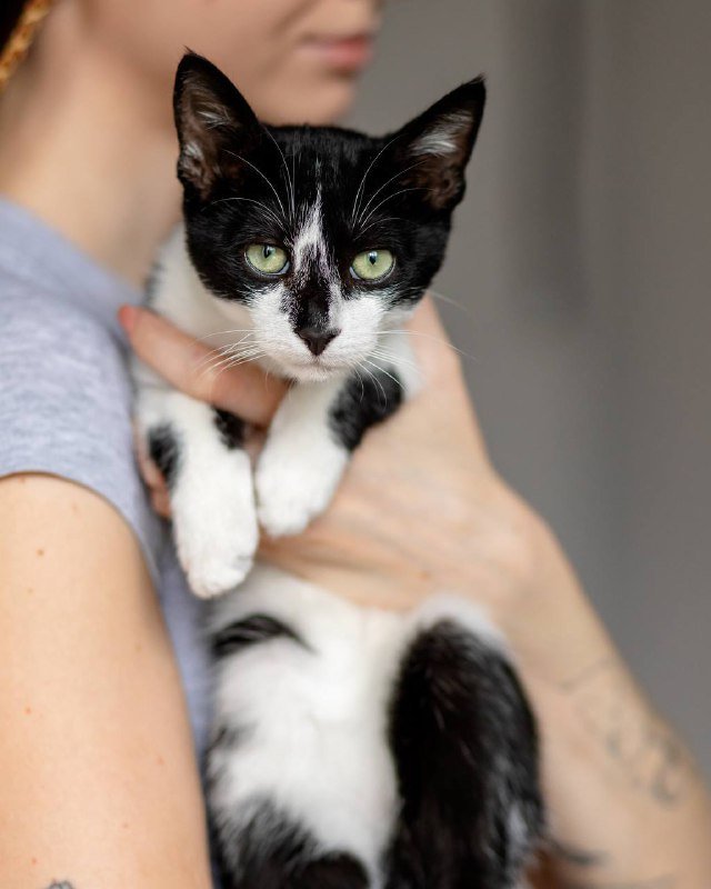 Котёнок Браин ищет дом 3