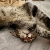 Котята, кот 2