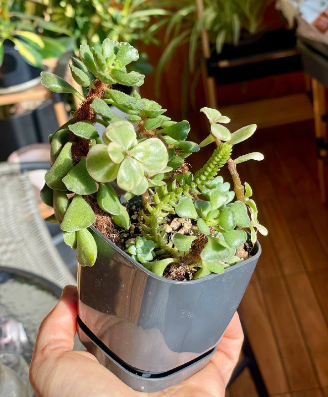 Суккуленты в горшочке, композиция из нескольких видов 3