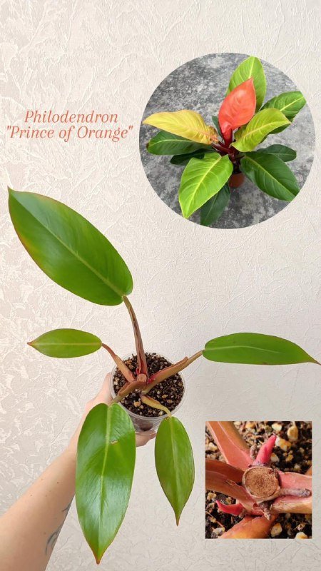 Комнатные растения 3