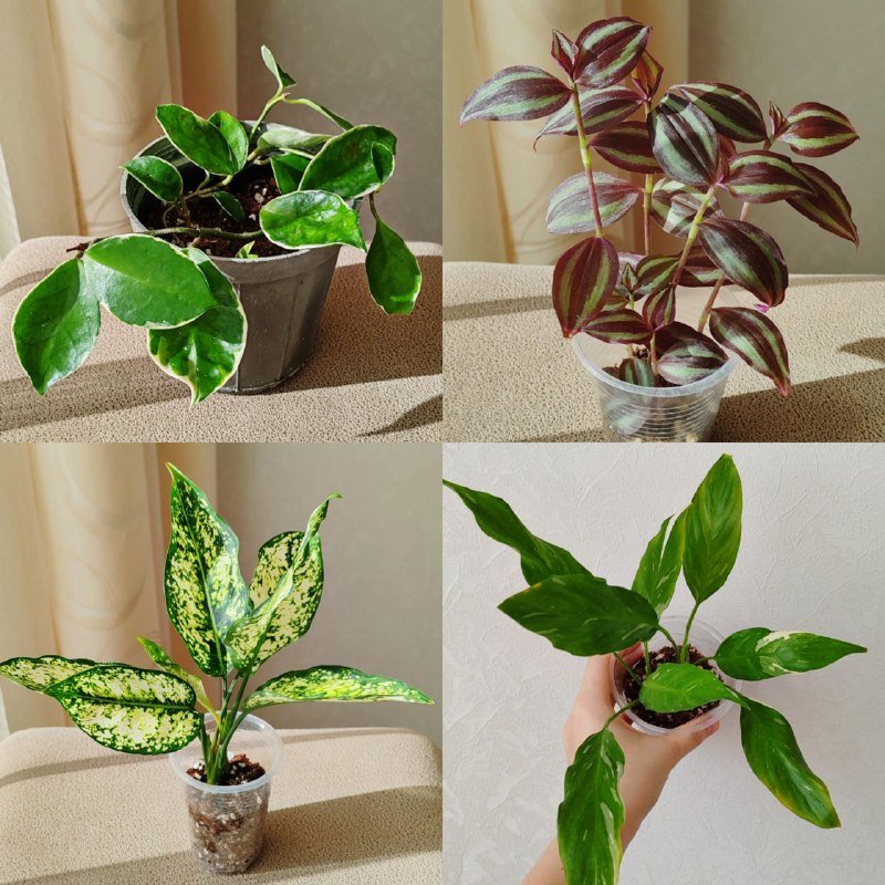 Комнатные растения 2