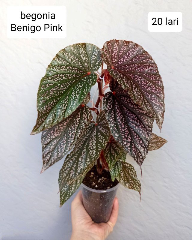 Хои и бегонии в горшках 8