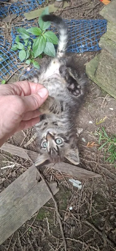 Котенок 1