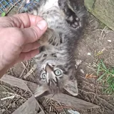 Котенок 1