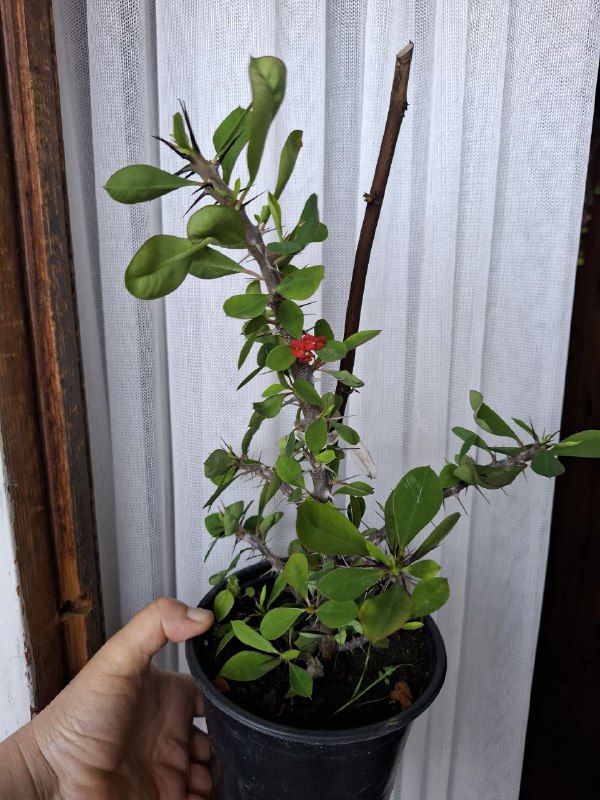 Хлорофитумы, шеффлера, монстера, аспарагус, седум, суккуленты 8