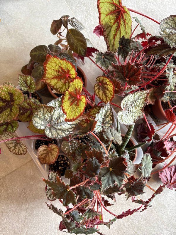 сансевиерия бонсцеленсис, гуэрния зебрина вариегатная, бегонии 5