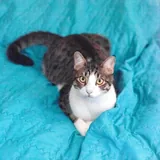 Коты Финдус и Ако ищут дом 2