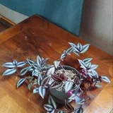 Комнатные растения, Спатифиллум, Традесканция 2