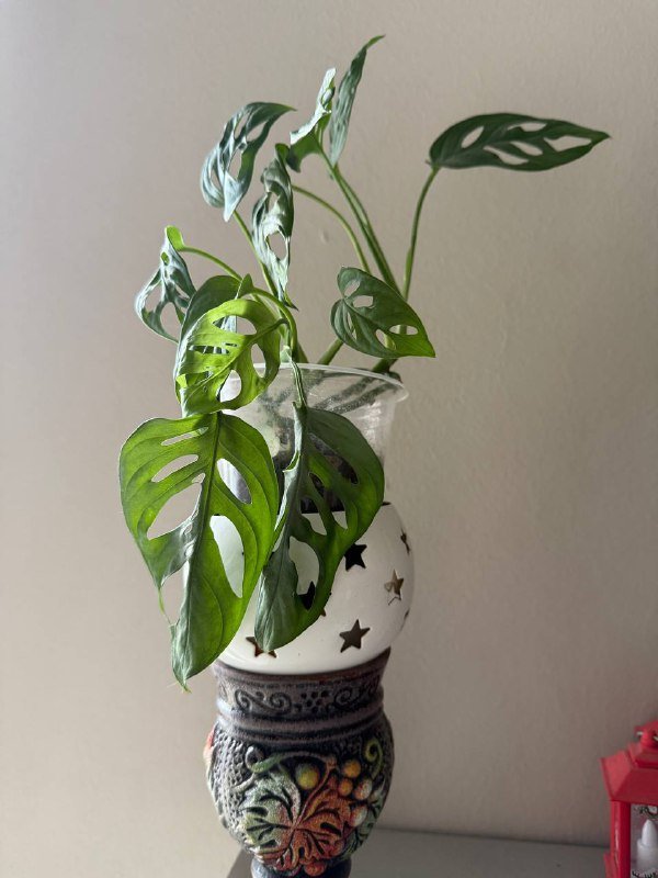 Монстера манки домашнее растение 2
