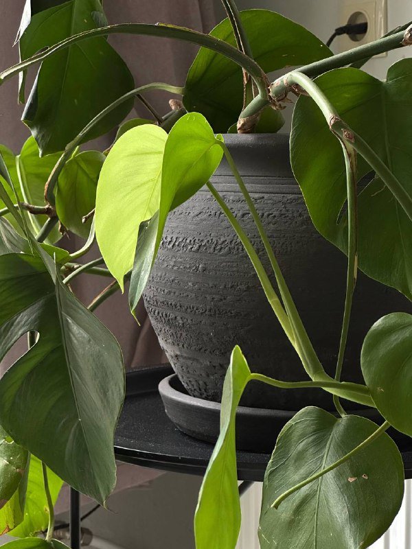 Монстера в глиняном горшке, Калатея ланцифолия, Дерево манго, Колеус, Плющ в глиняном горшке 2