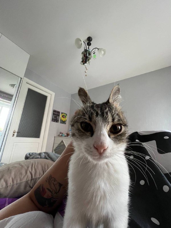 Кошка Тами ищет дом, 3 месяца 4