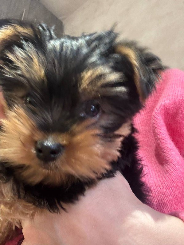 Мини йорк мальчик 2,5 месяца щенок