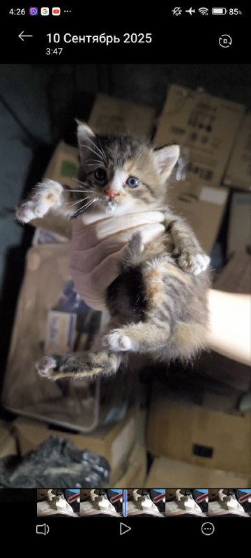 Котёнок бесплатно 2