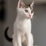 Кот-компаньон, котенок 4