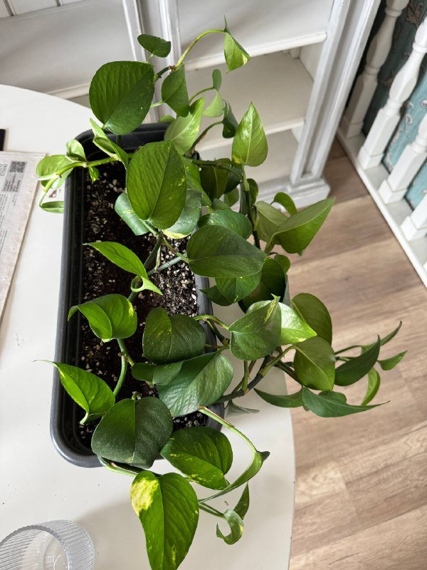 Эпипремнум растение 5 стеблей и кашпо 2
