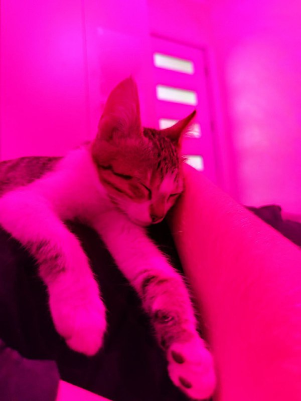 Котята Твиши и Киси