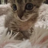 Котёнок с домиком и когтеточкой 4