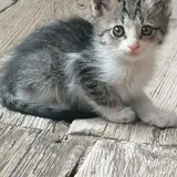 Котята 8