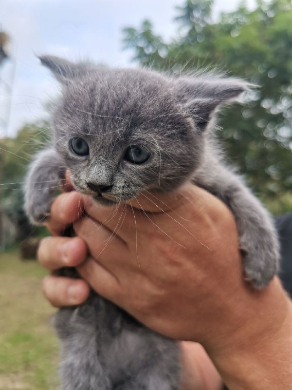 Котята домашние голубые и с белым 3