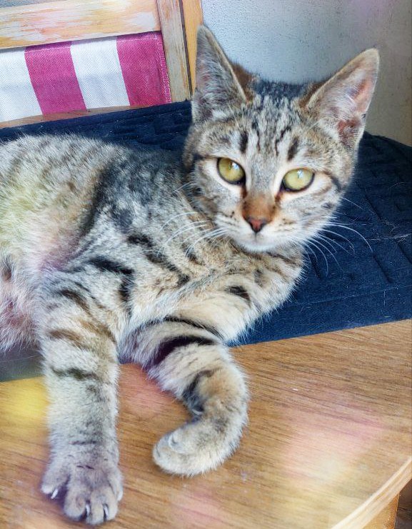 Девочка-подросток ищет дом 3