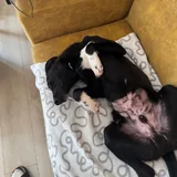 Молодой чёрный пёс Тото ищет дом 4