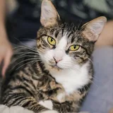 Касенька — кошка ищет дом 2