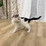 Patch the kitten is looking for a family 2